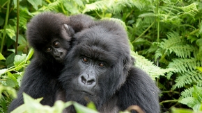 Ruanda_Gorillas_Foto iStock Kay Durden
